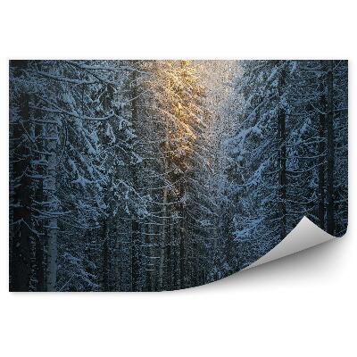 Fototapet perete Pădure De Pini De Iarnă