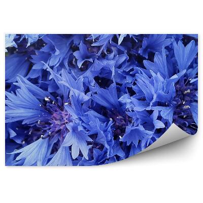 Fototapet Prim-plan cu flori de colț pe inflorescențe