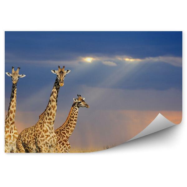 Fototapet Parcul național girafe cu cer înnorat