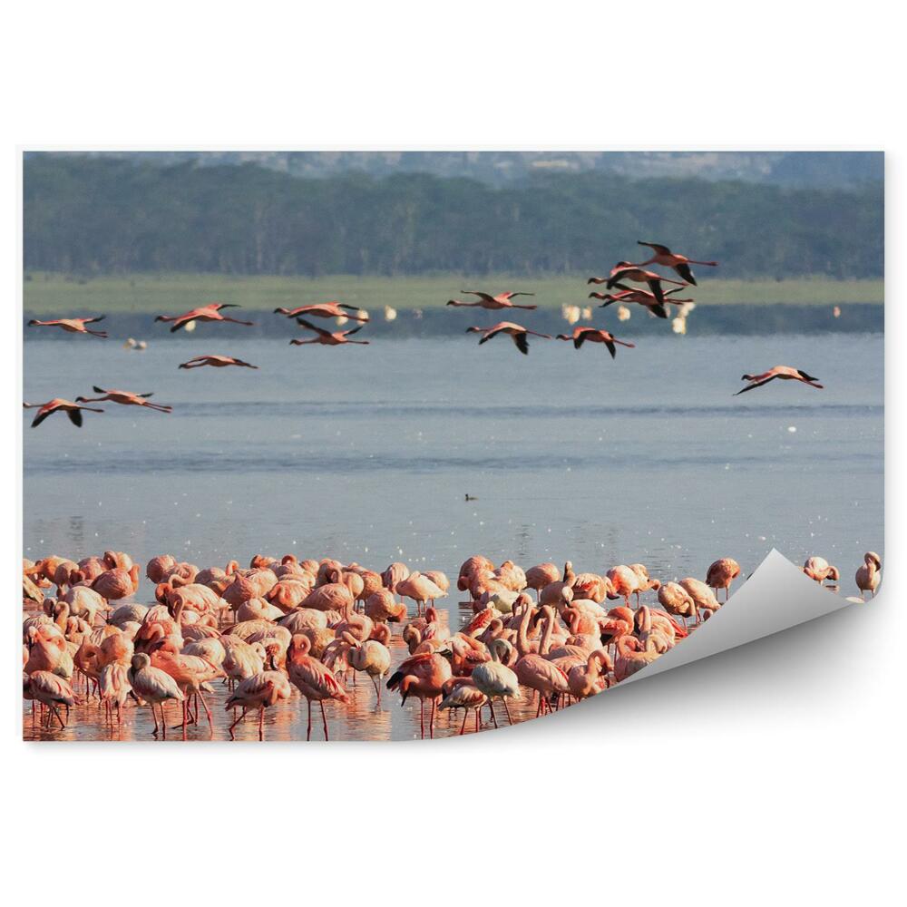 Fototapet Flamingo roz stol de animale de apă