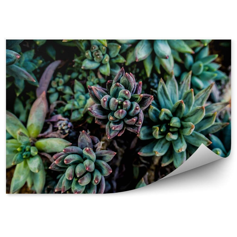 Fototapet perete Fundal Verde Vegetație Natura Suculente