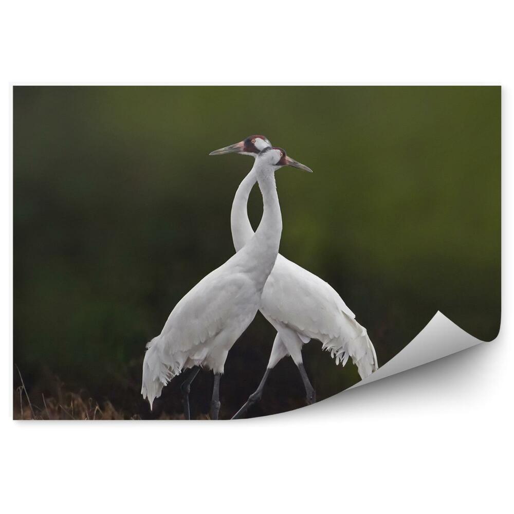 Decor fototapet Două Macarale Convulsive Într-O Poiană