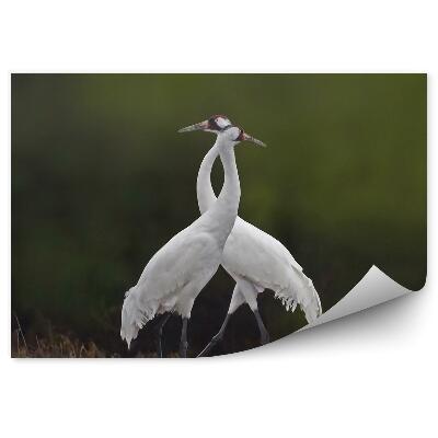 Decor fototapet Două Macarale Convulsive Într-O Poiană