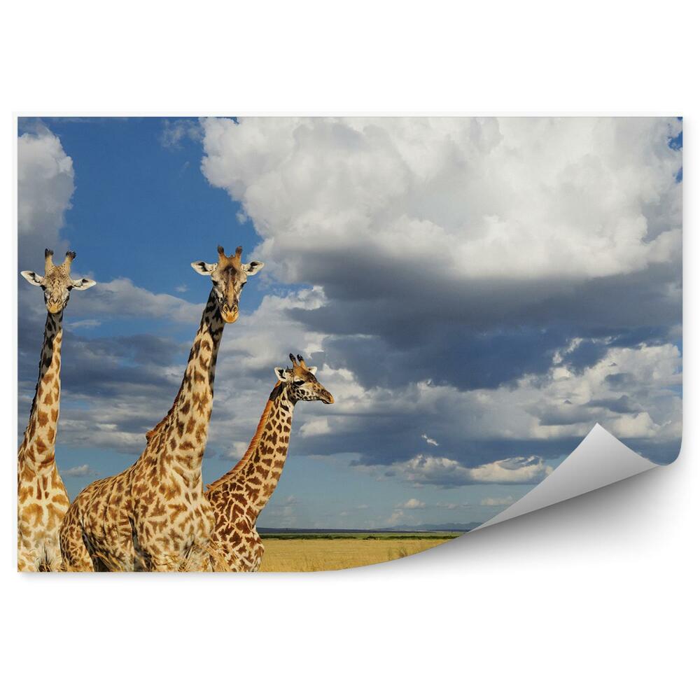 Fototapet perete Girafele kenia africa natura