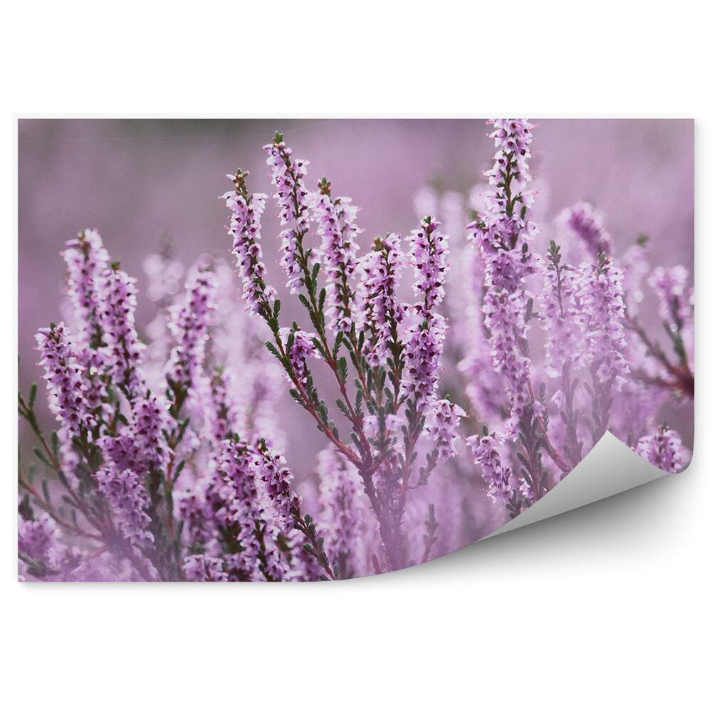 Decor fototapet Erica roz pal în ceață