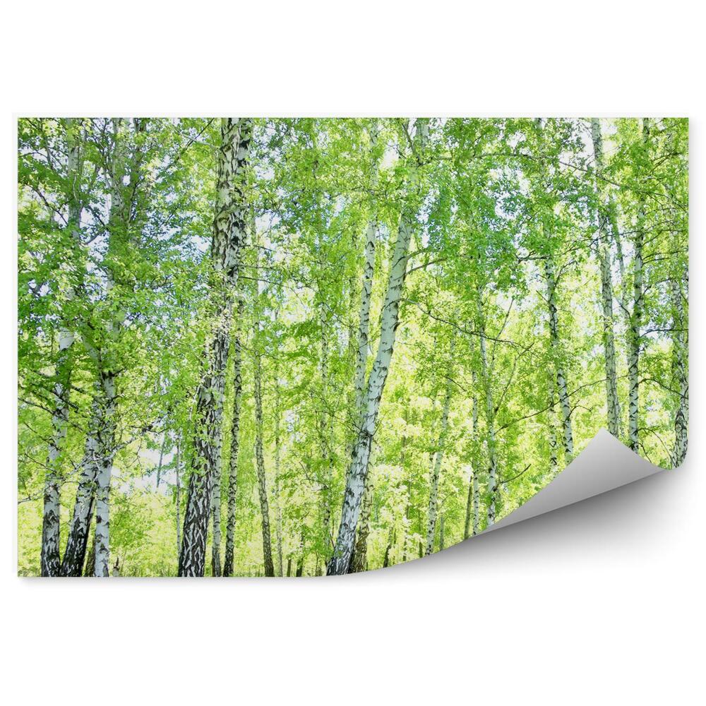 Decor fototapet Iarbă De Pădure De Mesteacăn