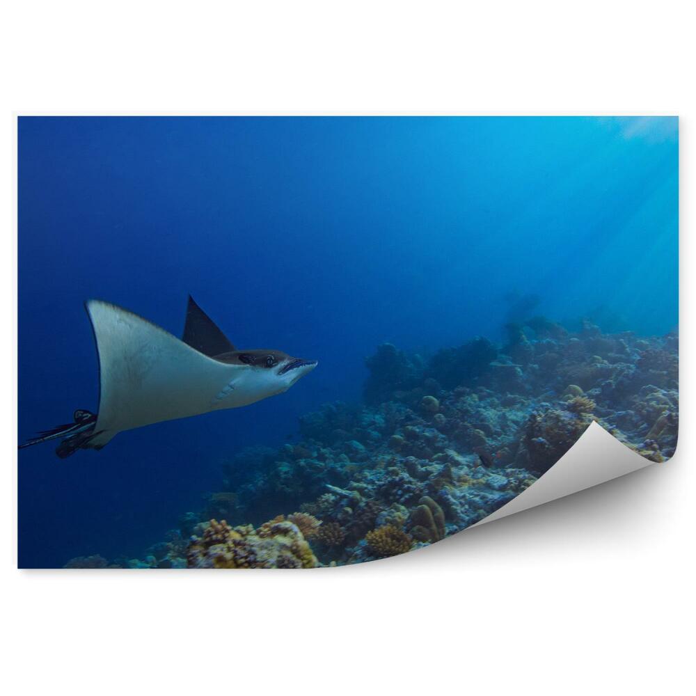 Fototapet pentru perete Recif De Corali Subacvatic De Raze În Oceanul Indian