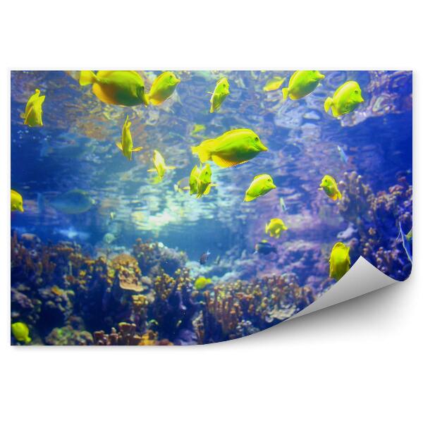 Fototapet pentru perete Pești Galbeni Animale Recif Tropical Colorat