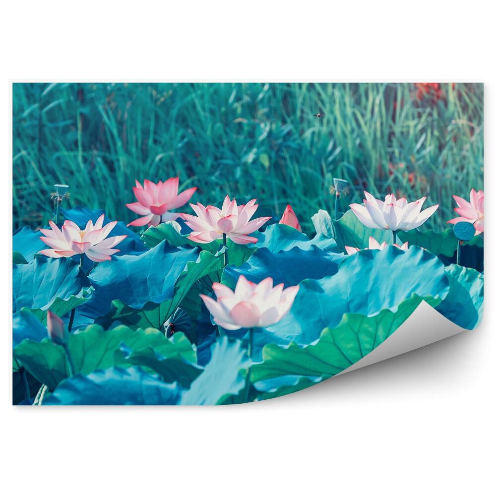 Decor fototapet Nuferi înfloriți pe fundalul unei pajiști