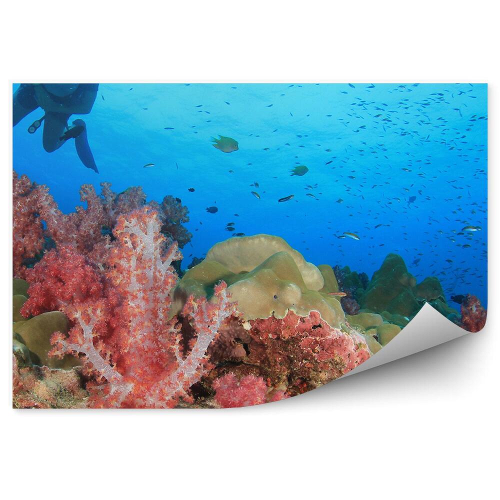 Fototapet pentru perete Apă de pești de recif de corali Diver