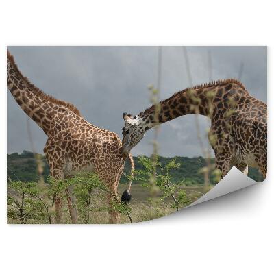 Fototapet pentru perete Cuplu De Girafe Frunze De Copac Safari Park Namibia