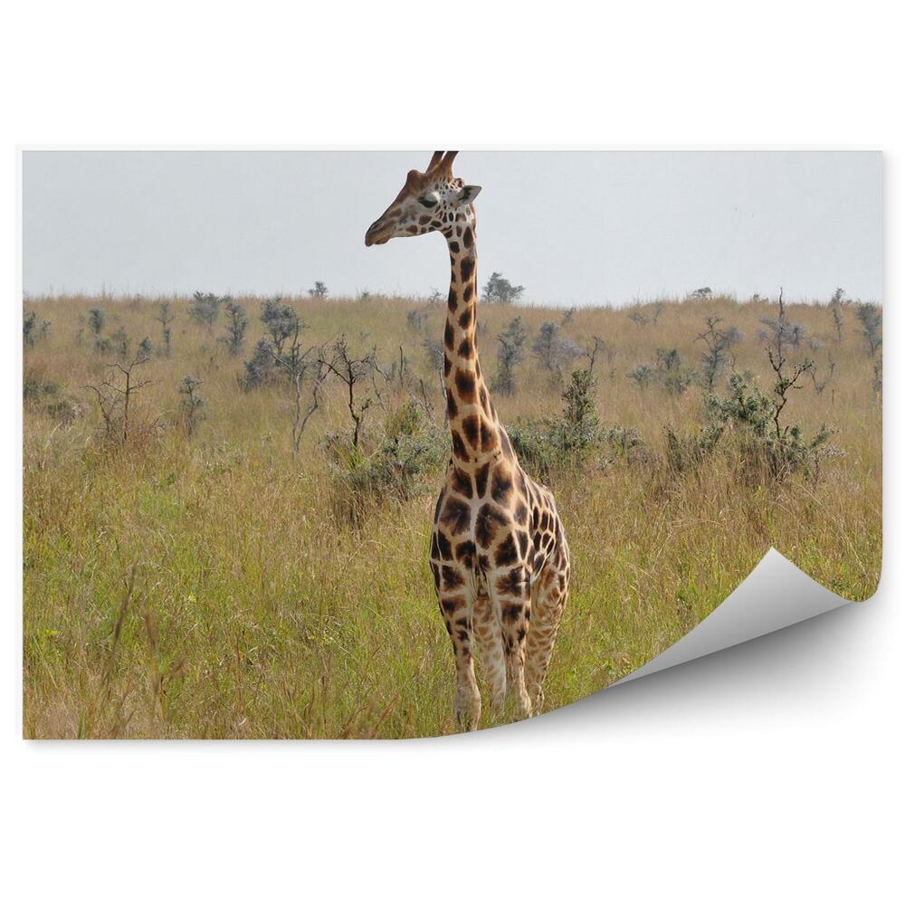 Decor fototapet Tufișuri De Iarbă De Girafe Cer Savana