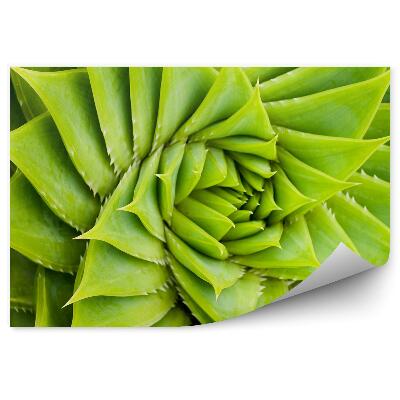 Fototapet pentru perete Natura Plantelor Spiralate Cactus Verde