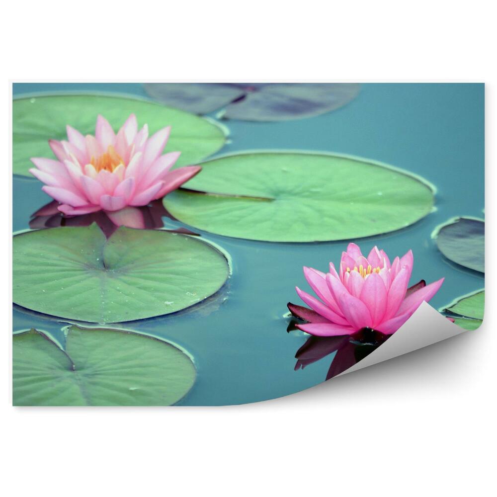 Fototapet Nuferi frunze și flori