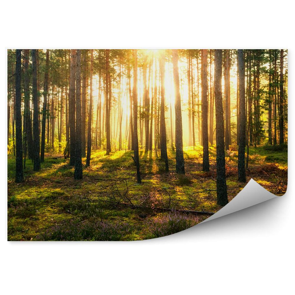 Decor fototapet Tufe De Pădure Verzi Razele Soarelui