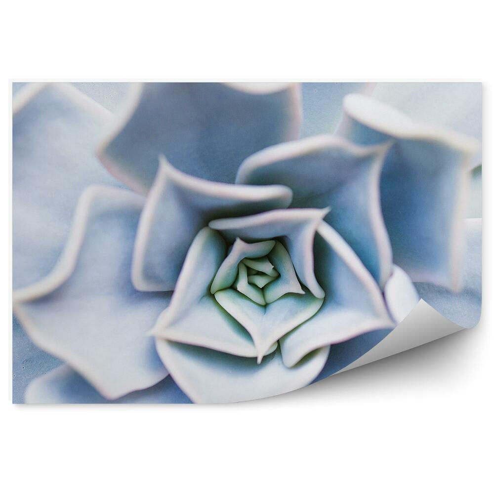 Fototapet Fundal cu flori albe