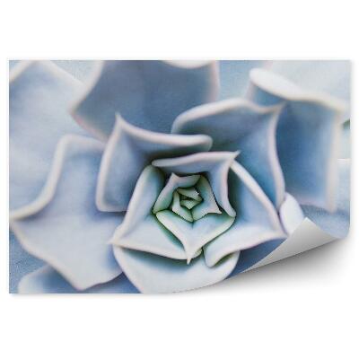 Fototapet Fundal cu flori albe