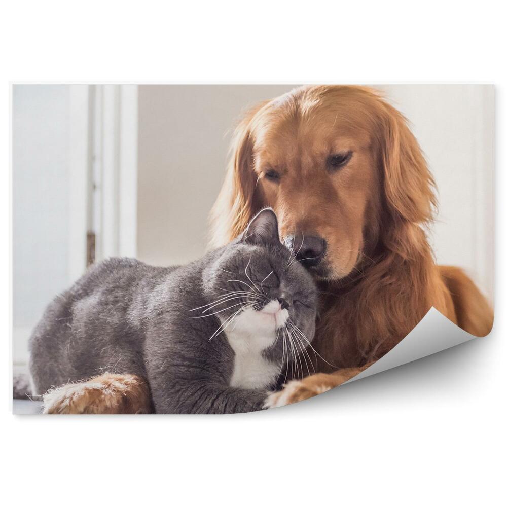 Fototapet perete Prietenii Britanici De Pisică Câine Se Odihnesc