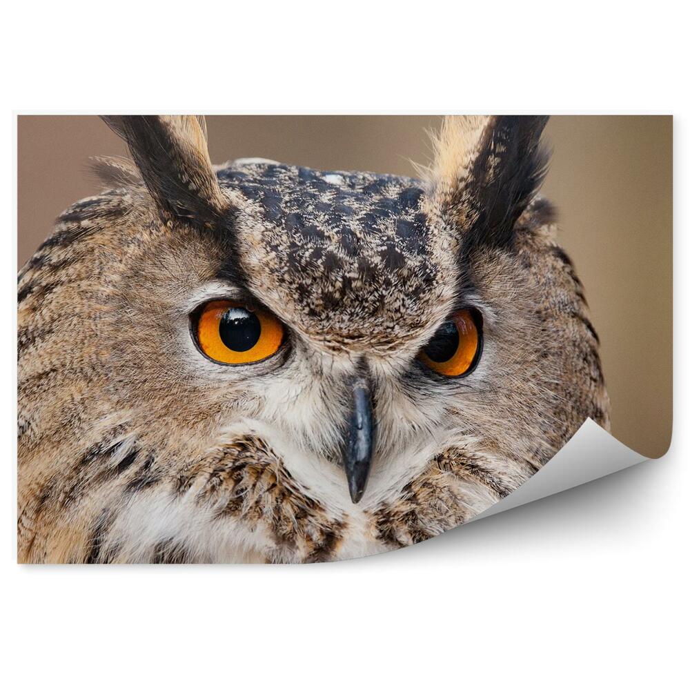 Fototapet vintage Bufnita Vultur Bubo Bubo Cap