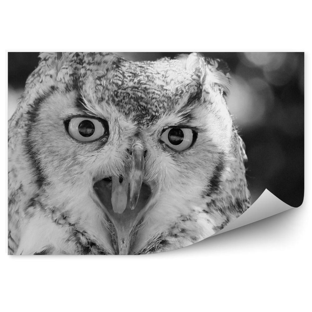 Fototapet pentru perete Bufniță De Mlaștină Cu Ciocul Deschis