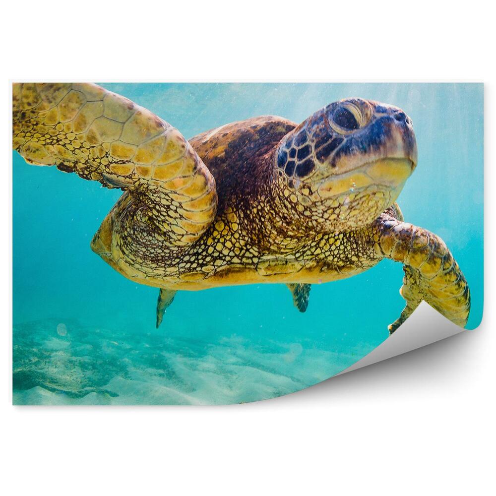 Fototapet perete Turtle Beach Sky Hawaii