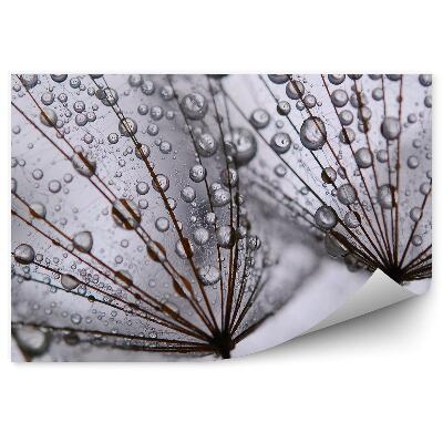 Fototapet Păpădii cu picături de rouă