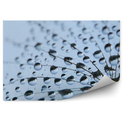 Fototapet perete Păpădii cu picături de rouă