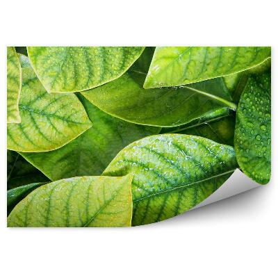 Fototapet pentru perete Frunze Tropicale Verzi Cu Picături De Apă