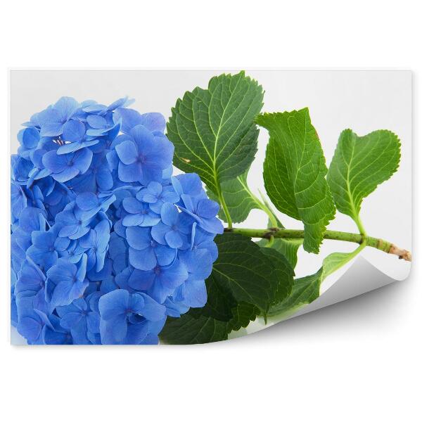 Fototapet pentru perete Fond alb de hortensie albastră