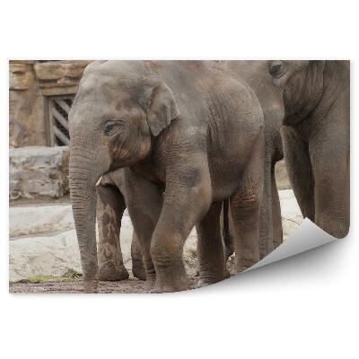 Fototapet pentru perete Pui De Elefant Indian