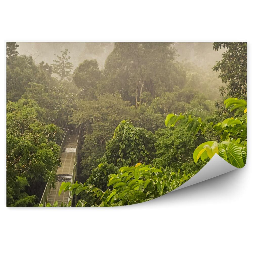 Fototapet perete Pod De Lemn Verde Pădure Tropicală