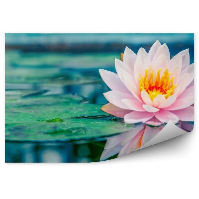 Decor fototapet Iaz de nuferi roz