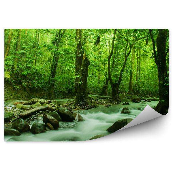 Decor fototapet Un Pârâu În Mijlocul Pădurii, Copaci, Pietre