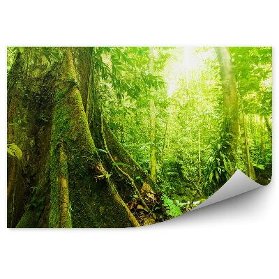 Fototapet Copaci Verde Mușchi Natura Frunze De Lumină