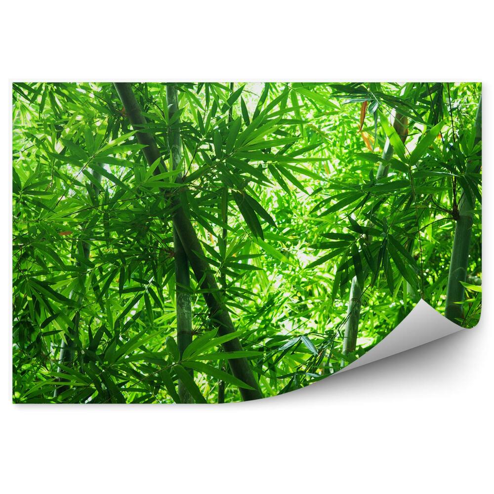 Fototapet Arbori De Pădure De Bambus, Frunze Verzi