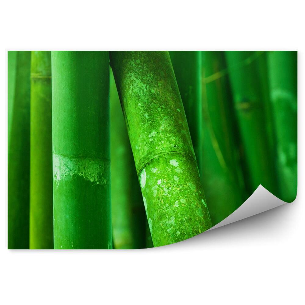 Fototapet perete Arbori De Bambus Verzi