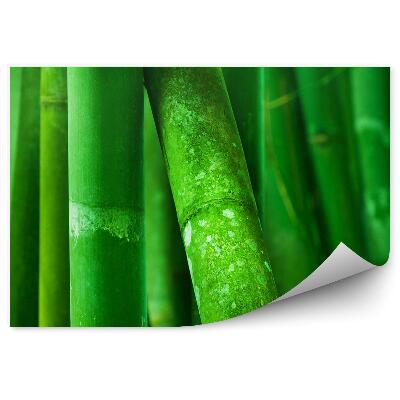 Fototapet perete Arbori De Bambus Verzi
