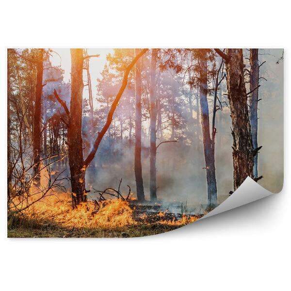 Fototapet vintage Flăcările Incendiilor De Pădure Dau Fum În Copaci