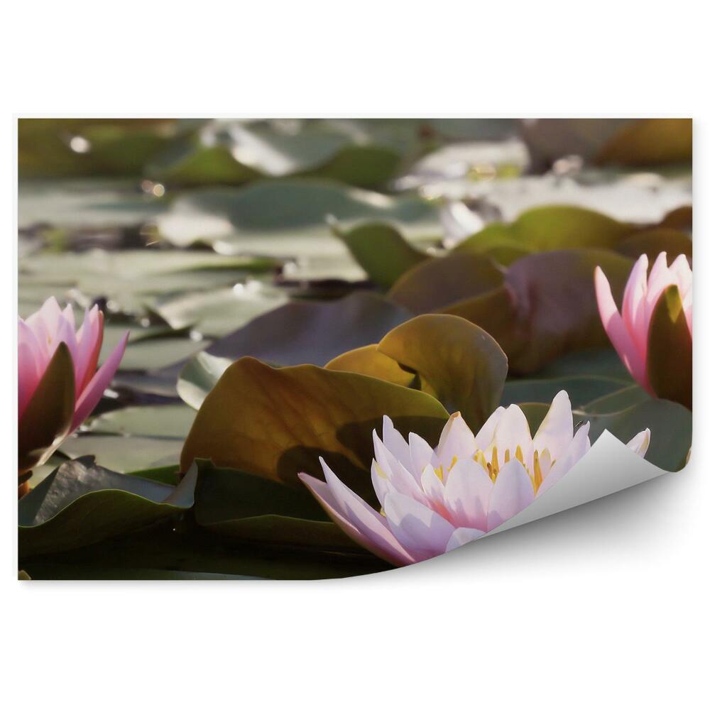 Fototapet Frunze de iaz și nuferi