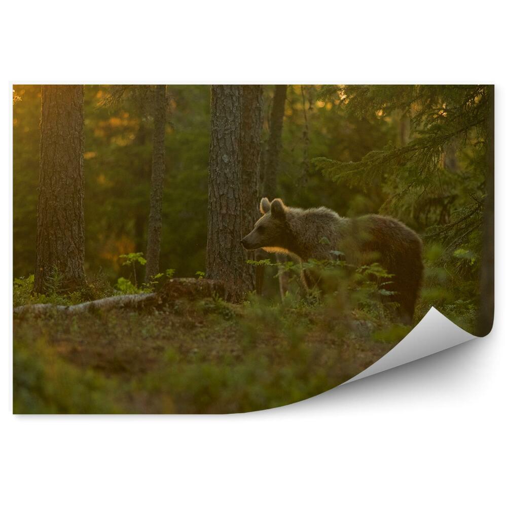 Fototapet perete Ursul În Pădure
