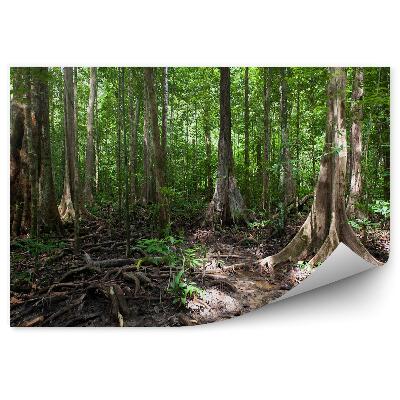 Fototapet pentru perete Rădăcini Verzi De Arbori Din Pădure Tropicală