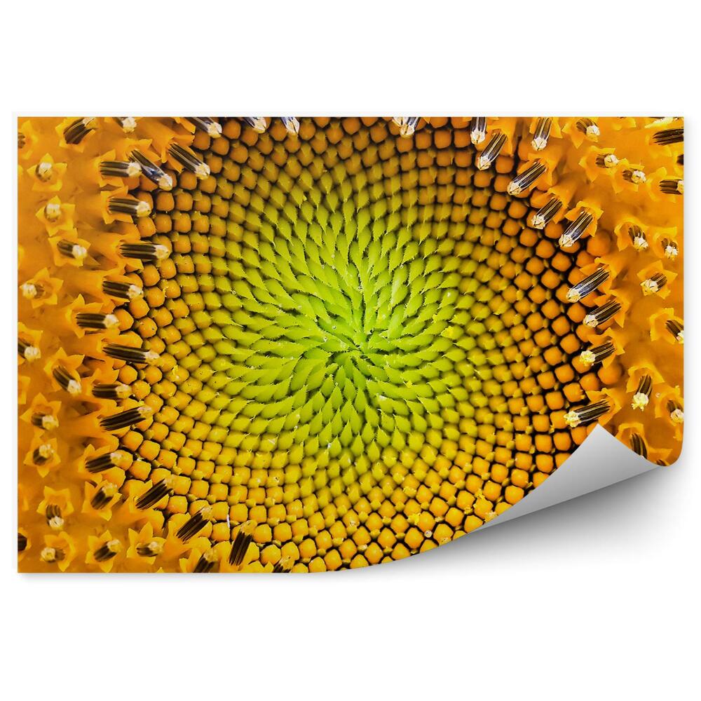 Fototapet pentru perete Model de floarea soarelui