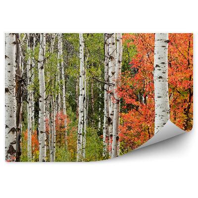 Fototapet pentru perete Peisaj De Toamnă Într-O Pădure De Foioase