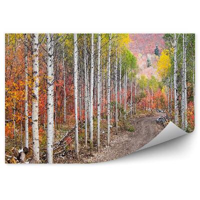 Decor fototapet Drum De Pământ Printre Mesteacăni Albi Și Plopi