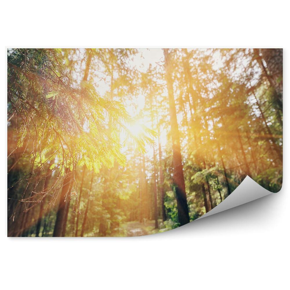 Fototapet vintage Iarbă De Pădure De Pini Cu Raze De Soare