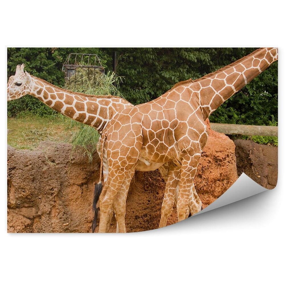 Fototapet vintage Două Girafe În Grădina Zoologică