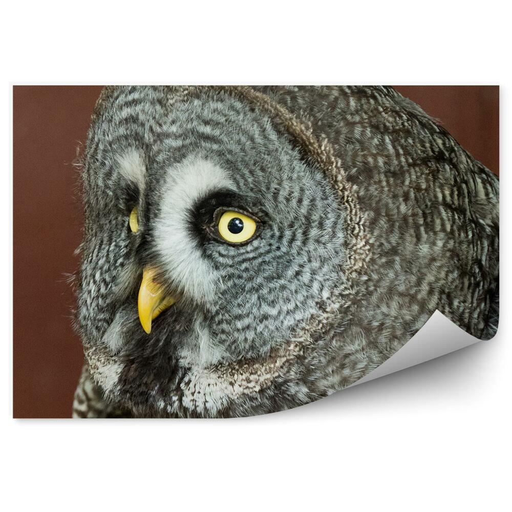 Fototapet pentru perete Bufniță Cenușie Vedere De Aproape