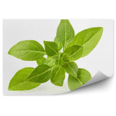 Fototapet pentru perete Condiment Busuioc, Frunze Verzi Suculente