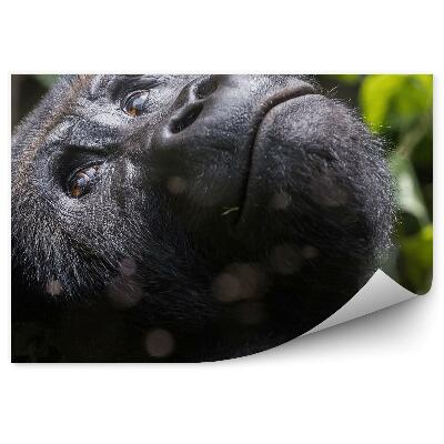 Decor fototapet Gorilă Femelă Privind În Sus