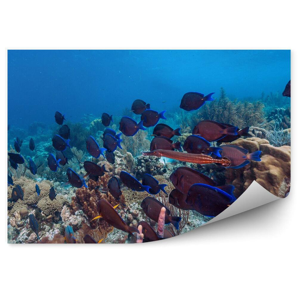 Fototapet Recif De Corali, Banc De Pești, Lume Subacvatică
